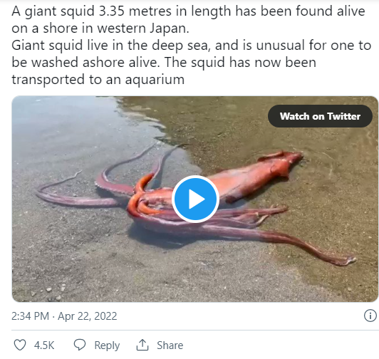Ngư dân choáng váng phát hiện thủy quái khổng lồ dài hơn 3m trôi dạt vào bờ biển, nhìn đi nhìn lại mới nhận ra sự thật quá bất thường - Ảnh 2.