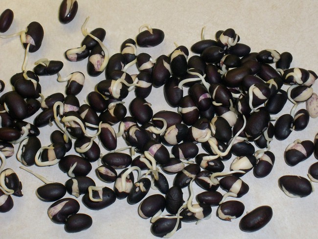 This is a way to eat black beans every day not only to nourish the blood, but also to cool down better, you will have a good color, and your health will benefit from enough sugar - Photo 3.