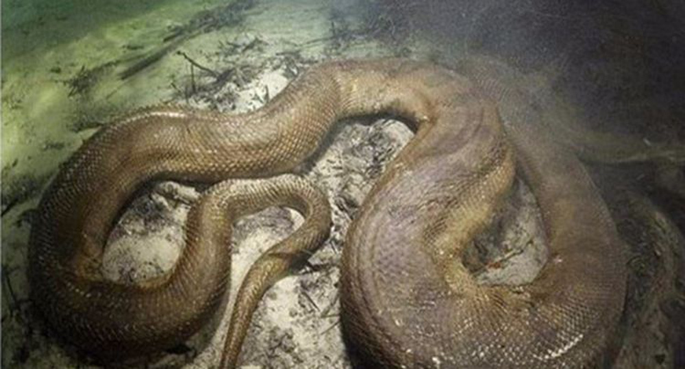 Thấy sinh vật khổng lồ phơi m&igrave;nh, người đ&agrave;n &ocirc;ng hốt hoảng bỏ chạy khi biết lai lịch của n&oacute; - Ảnh 1.