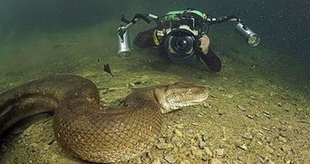 Thấy sinh vật khổng lồ phơi m&igrave;nh, người đ&agrave;n &ocirc;ng hốt hoảng bỏ chạy khi biết lai lịch của n&oacute; - Ảnh 2.