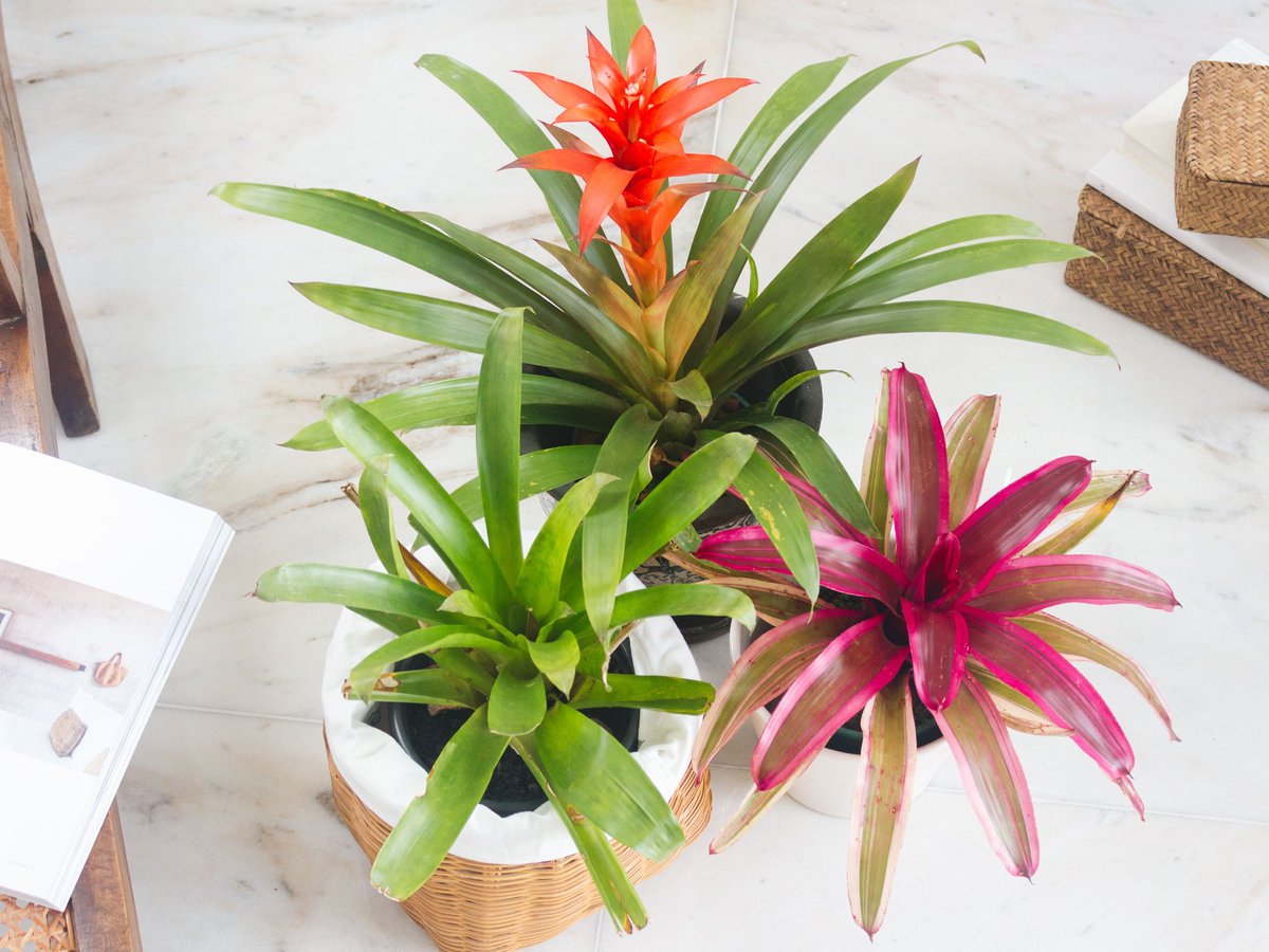 If you want the living space to be always bright and full of life, you definitely cannot ignore these plants worth growing in the house - Photo 4.