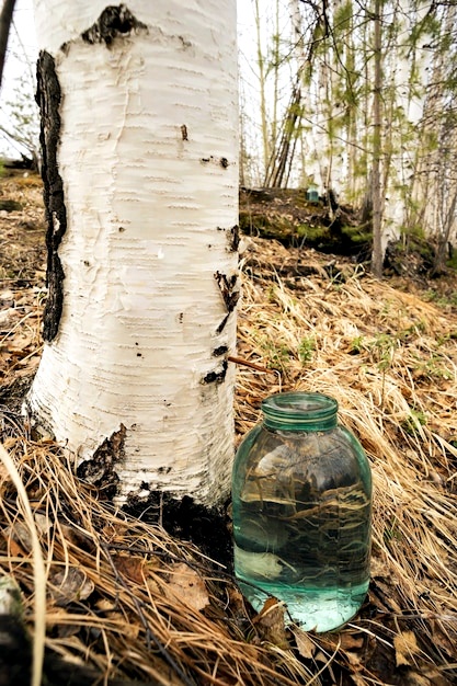 Mục sở thị món nước dừa lạ lẫm chảy ra từ thân cây bạch dương, thức uống được ưa chuộng ở Phần Lan khi tuyết tan - Ảnh 5.