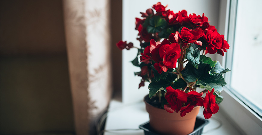 If you want the living space to be always bright and full of life, you definitely cannot ignore these plants worth growing in the house - Photo 6.