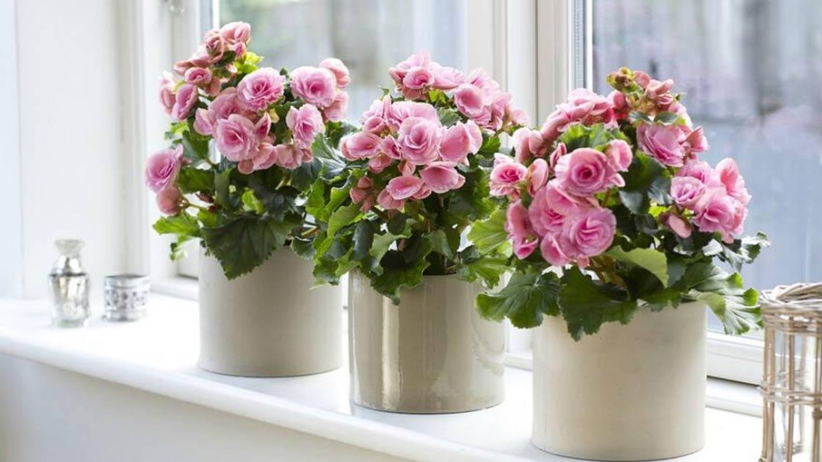 If you want your living space to be always bright and full of life, you definitely cannot ignore these plants worth growing in the house - Photo 7.