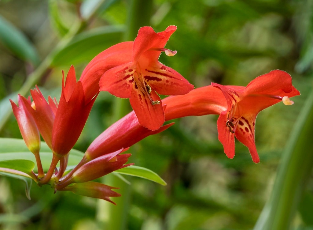 If you want your living space to be always bright and full of life, you definitely cannot ignore these plants worth growing in the house - Photo 9.