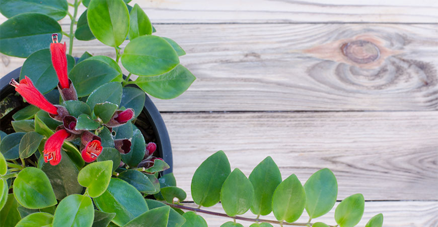 If you want the living space to be always bright and full of life, you definitely cannot ignore these plants worth growing in the house - Photo 10.