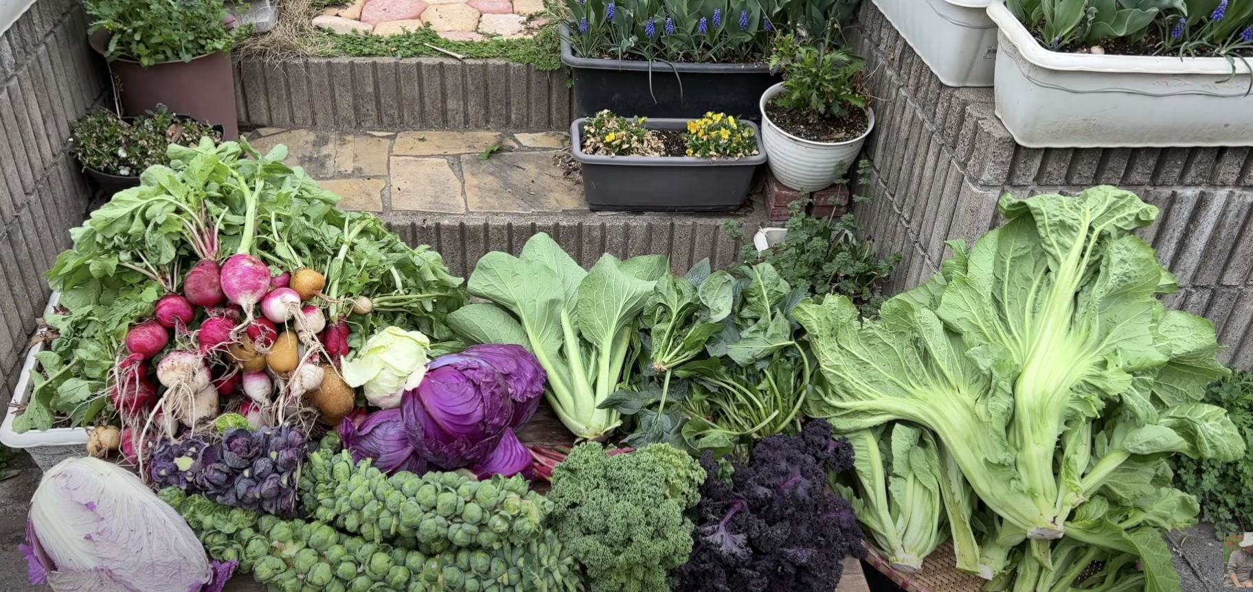 Quynh Tran JP was shocked at the sight of a garden in Japan without care for 3 months, I don't know whether to cry or laugh? - Photo 3. Quynh Tran JP was shocked at the sight of a garden in Japan without care for 3 months, I don't know whether to cry or laugh? - Photo 3.