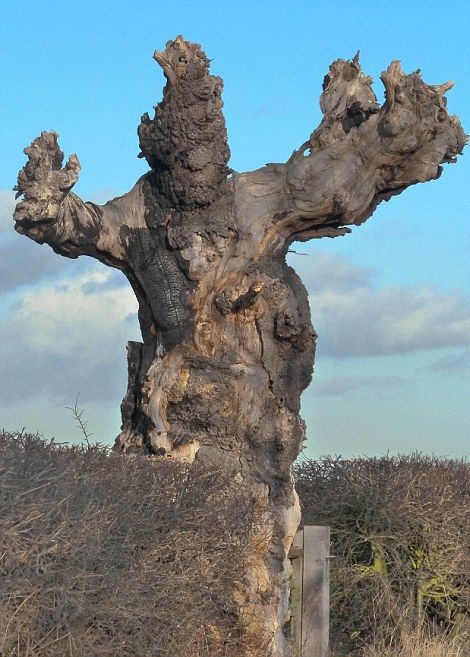 20 cái cây hình hài kỳ dị khắp thế giới: Từ quái vật thần thoại đến ác quỷ xấu xí khó tin - Ảnh 9.