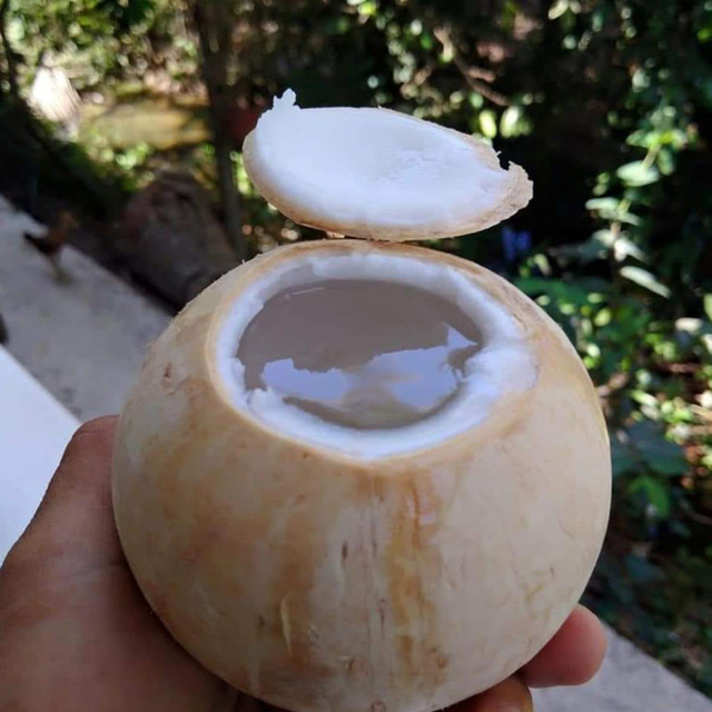 Tiết lộ cách chọn dừa cực nhiều nước lại siêu ngọt, chỉ dân trồng dừa mới rõ, đến người bán cũng bị hớ vì không biết - Ảnh 5.