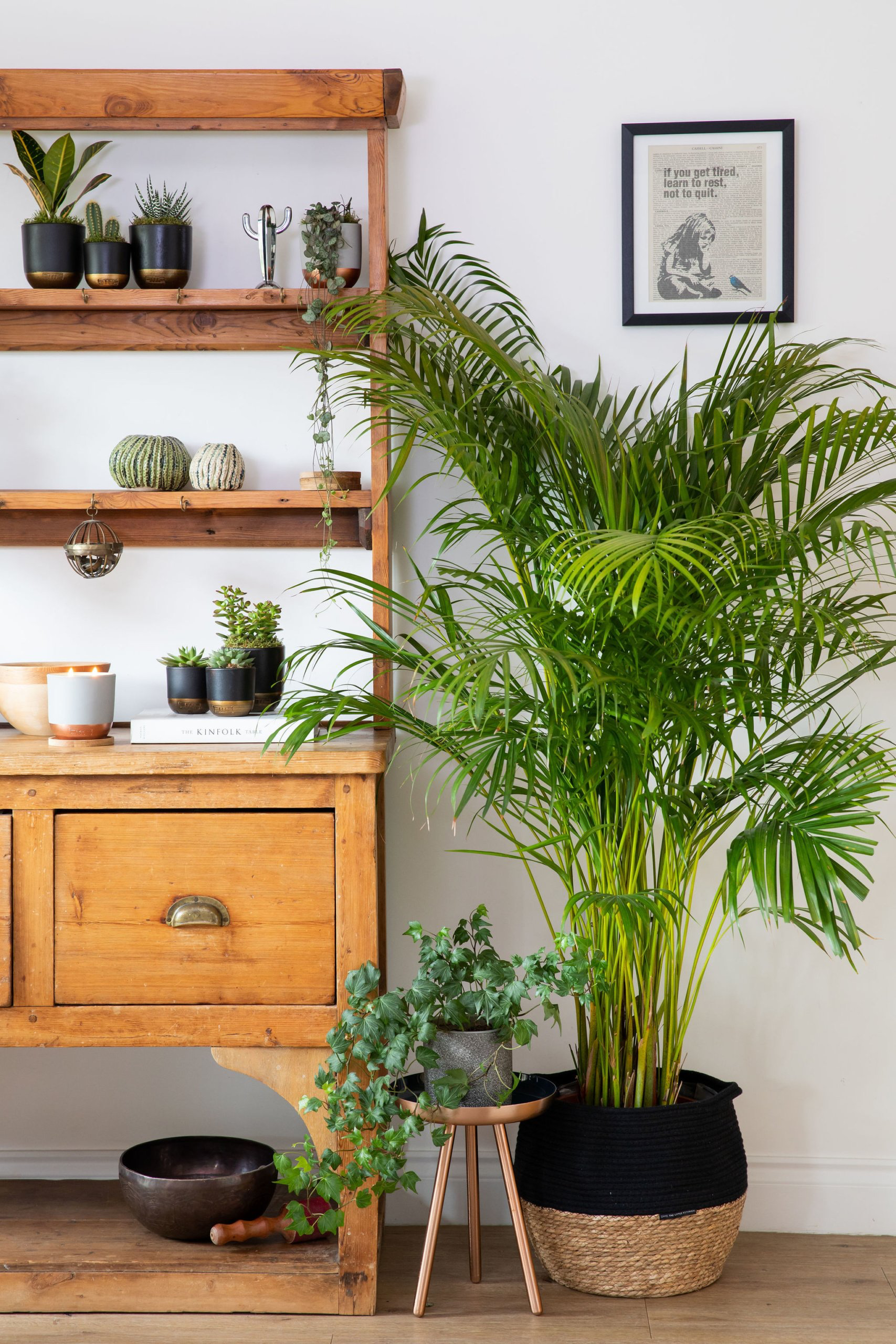 7 types of indoor plants that are safe for pets - Photo 5. 7 types of indoor plants that are safe for pets - Photo 5.