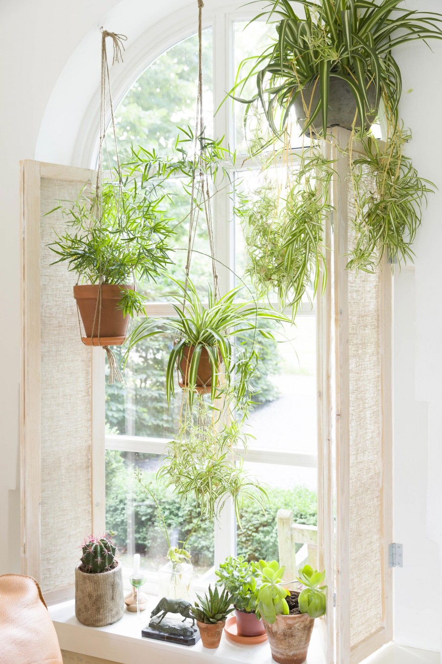 7 types of indoor plants that are safe for pets - Photo 7.