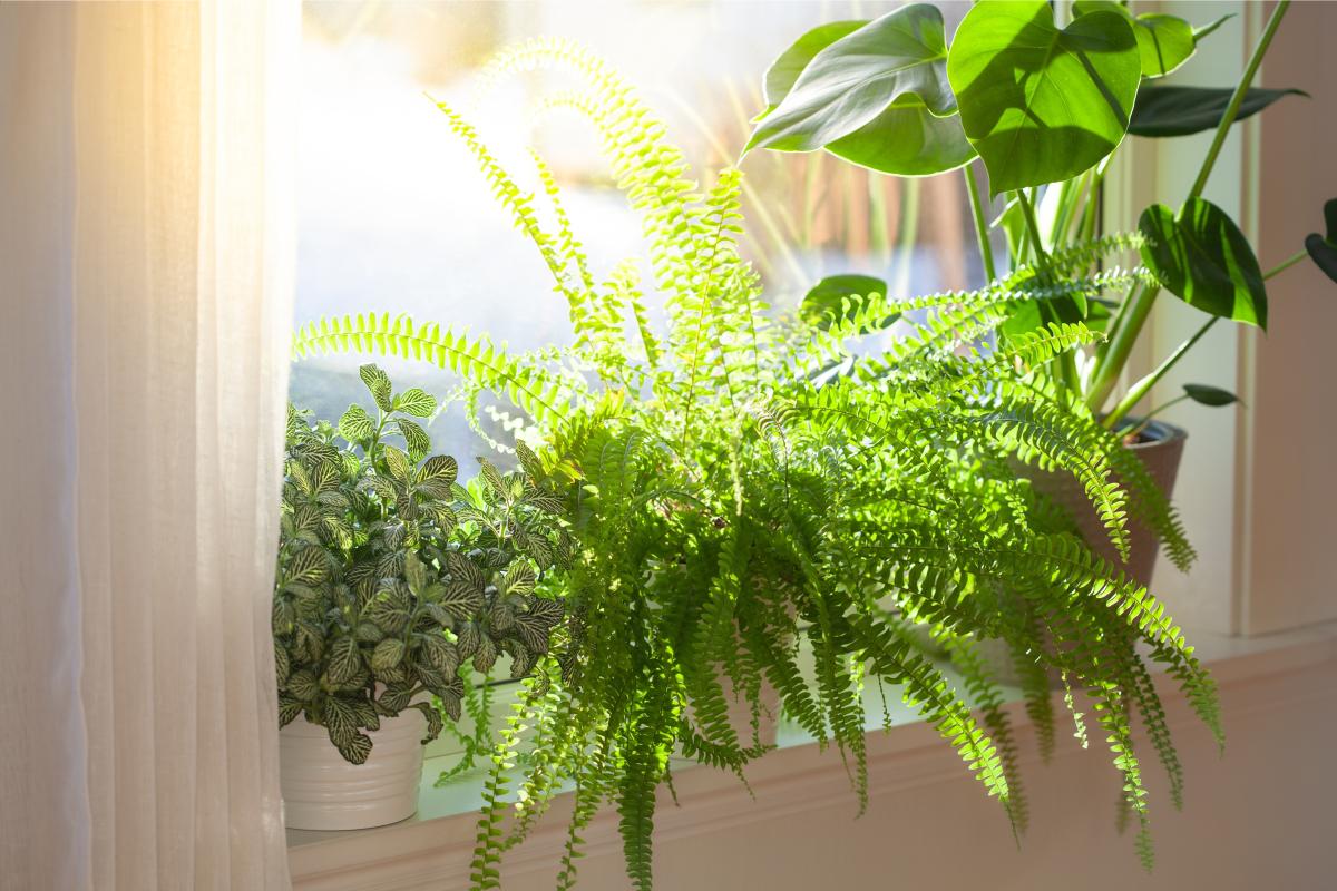 7 types of indoor plants that are safe for pets - Photo 8.
