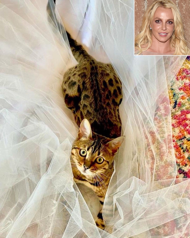 Britney Spears has chosen a wedding dress - Photo 2.