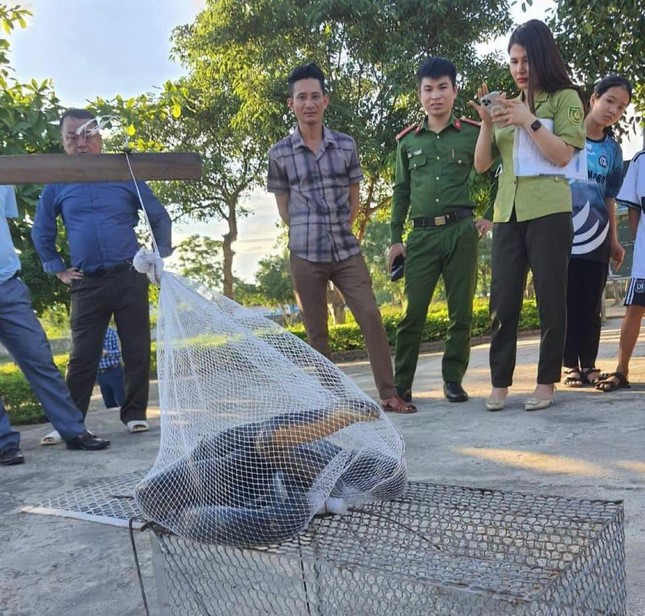 The fire discovered that a king cobra more than 3m long crawled into the school - Photo 1.