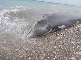 Cá voi mõm khoằm dạt vào bờ biển, đội cứu hộ kiểm tra mới phát hiện sự thật chua xót về con vật - Ảnh 2.