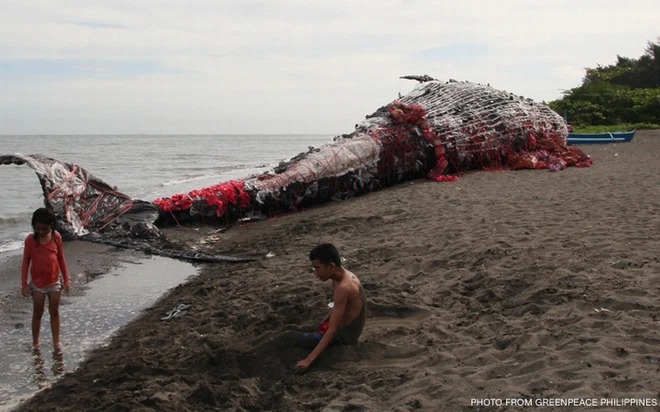 Cá voi mõm khoằm dạt vào bờ biển, đội cứu hộ kiểm tra mới phát hiện sự thật chua xót về con vật - Ảnh 3.