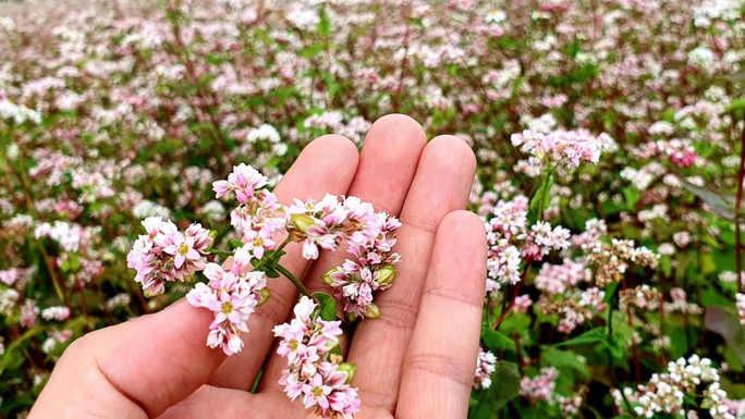 Surprised to see buckwheat flowers out of season in Ha Giang makes many tourists surprised and excited - Photo 4.