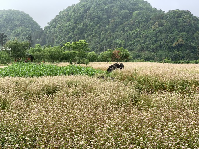 Ngỡ ngàng ngắm hoa tam giác mạch trái mùa ở Hà Giang khiến nhiều du khách không khỏi ngạc nhiên và thích thú - Ảnh 8.