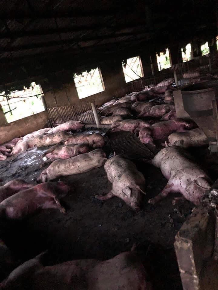 Lightning hit the farm, a family of more than 200 pigs died - Photo 1.