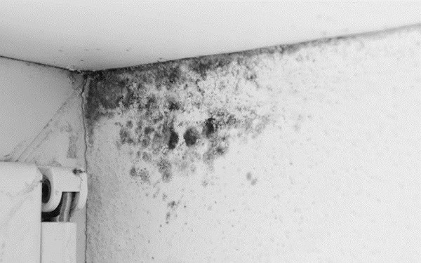 The ceiling has black mold, quickly solved in 5 minutes with ingredients available in the kitchen - Photo 1.