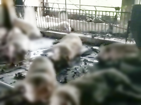 Lightning killed 229 pigs in Thai Binh: The owner cried and fainted, did not dare to go to the farm - Photo 1.