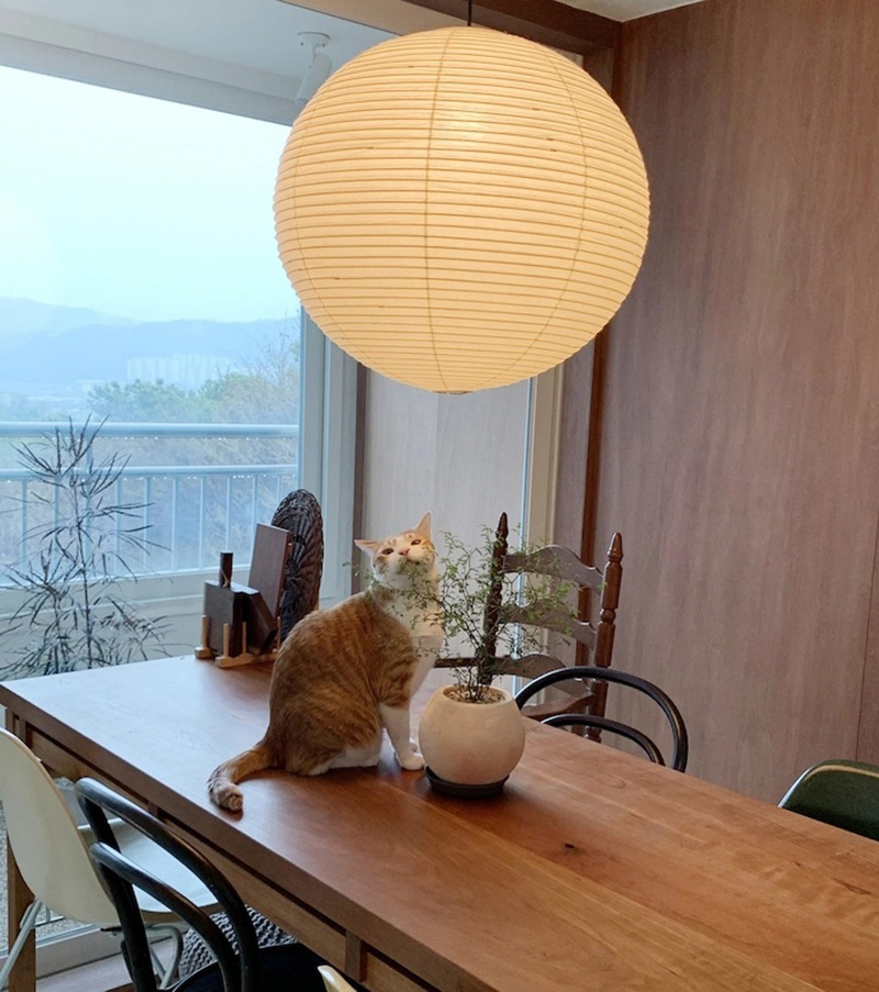 Căn hộ cũ 89m² được cải tạo nhìn đâu cũng thấy dễ chịu, lại còn có không gian vui chơi riêng cho 7 chú mèo - Ảnh 18. Căn hộ cũ 89m² được cải tạo nhìn đâu cũng thấy dễ chịu, lại còn có không gian vui chơi riêng cho 7 chú mèo - Ảnh 18.