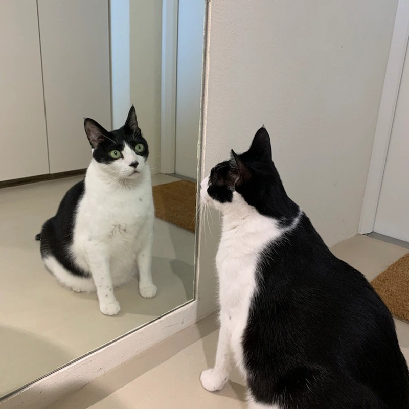 Căn hộ cũ 89m² được cải tạo nhìn đâu cũng thấy dễ chịu, lại còn có không gian vui chơi riêng cho 7 chú mèo - Ảnh 3. Căn hộ cũ 89m² được cải tạo nhìn đâu cũng thấy dễ chịu, lại còn có không gian vui chơi riêng cho 7 chú mèo - Ảnh 3.