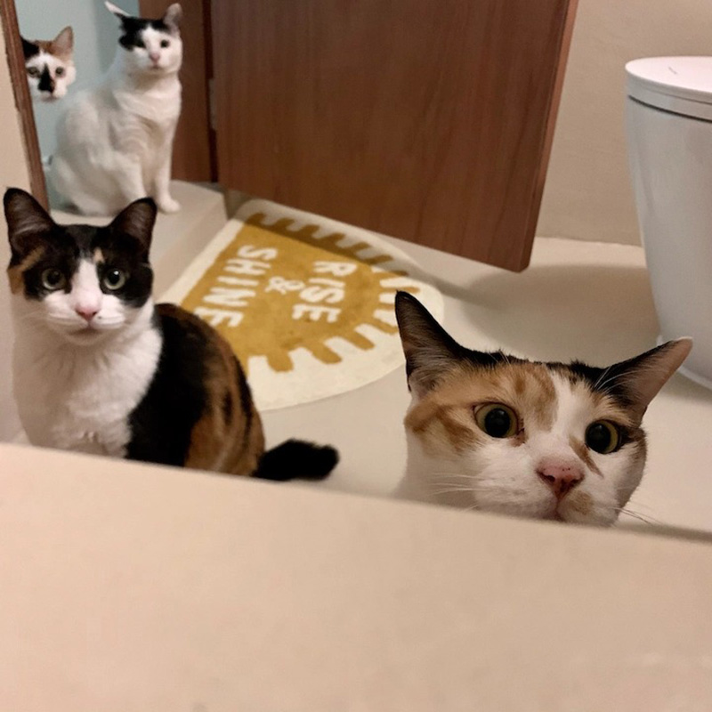 Căn hộ cũ 89m² được cải tạo nhìn đâu cũng thấy dễ chịu, lại còn có không gian vui chơi riêng cho 7 chú mèo - Ảnh 24. Căn hộ cũ 89m² được cải tạo nhìn đâu cũng thấy dễ chịu, lại còn có không gian vui chơi riêng cho 7 chú mèo - Ảnh 24.