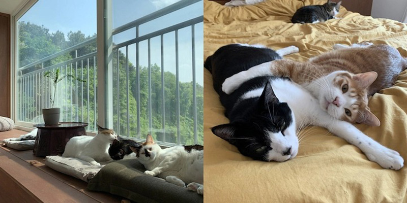 Căn hộ cũ 89m² được cải tạo nhìn đâu cũng thấy dễ chịu, lại còn có không gian vui chơi riêng cho 7 chú mèo - Ảnh 9. Căn hộ cũ 89m² được cải tạo nhìn đâu cũng thấy dễ chịu, lại còn có không gian vui chơi riêng cho 7 chú mèo - Ảnh 9.