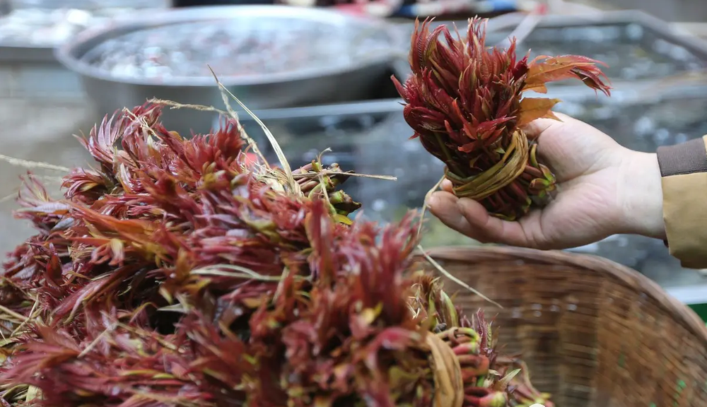 A plant that grows wild in Vietnam, although it is poisonous, Chinese people still buy and eat at sky-high prices - Photo 1.