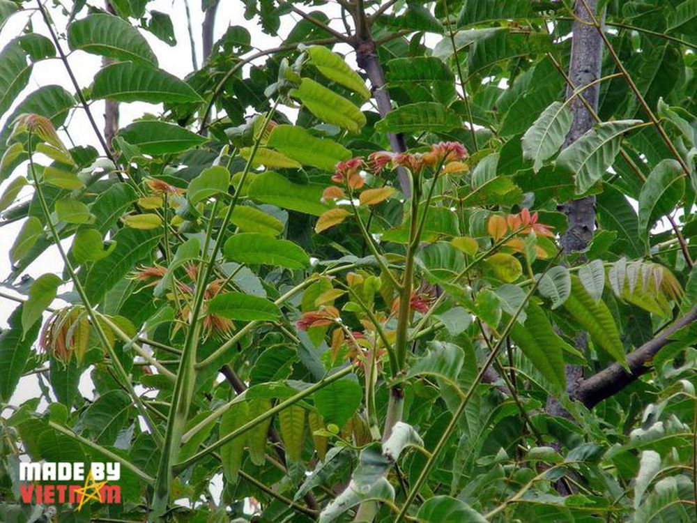 A plant that grows wild in Vietnam, although it is poisonous, Chinese people still buy and eat at sky-high prices - Photo 2.