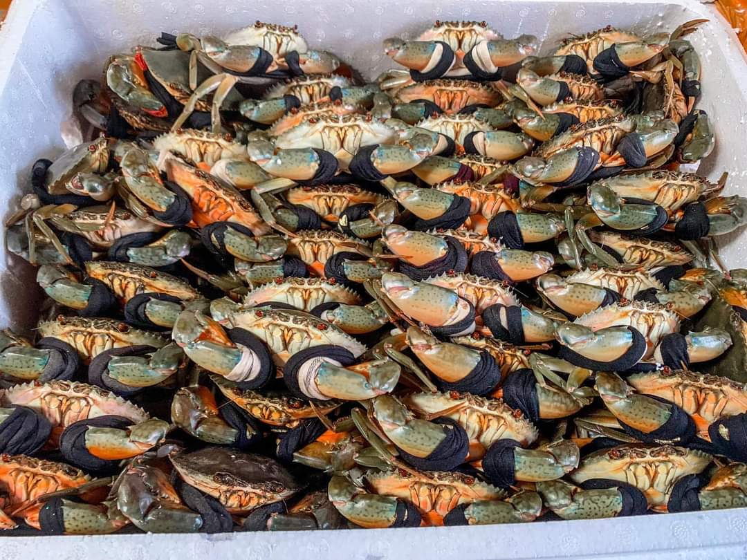 Real sea crabs are sold as cheap as giving, only 39,000 VND / fish - Photo 1.