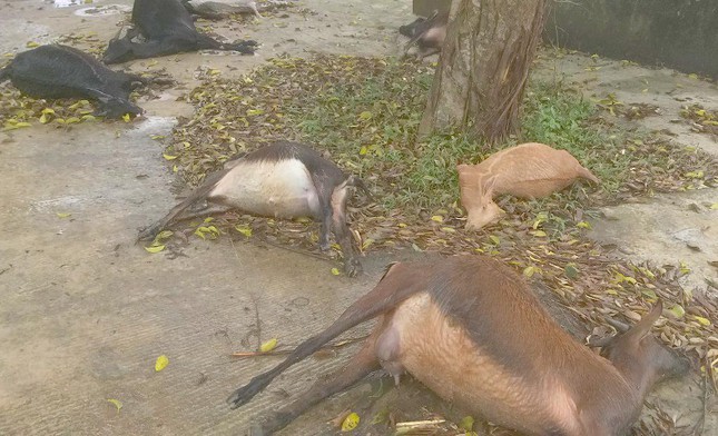 Herd of 11 goats died unexpectedly when entering the cemetery to eat grass - Photo 1.