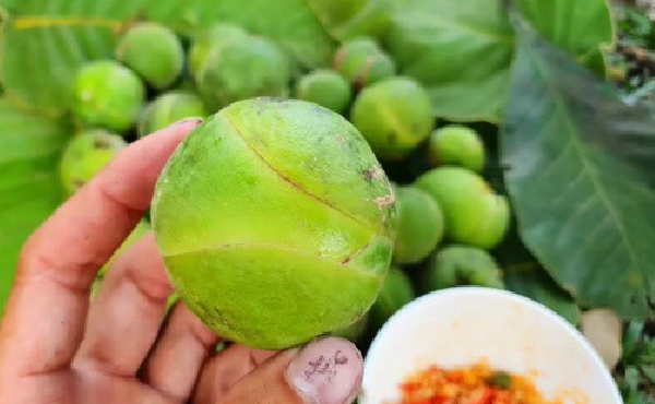 The fruit of the old country was full of no one to pick, now it is a delicious and strange specialty in the city, 70,000 VND/kg - Photo 1.