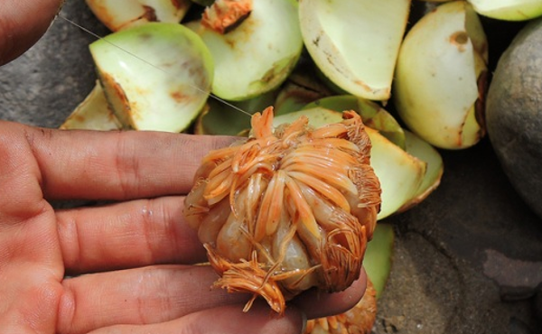 The fruit of the old country was full of no one to pick, now it is a delicious and strange specialty in the city, 70,000 VND/kg - Photo 2.