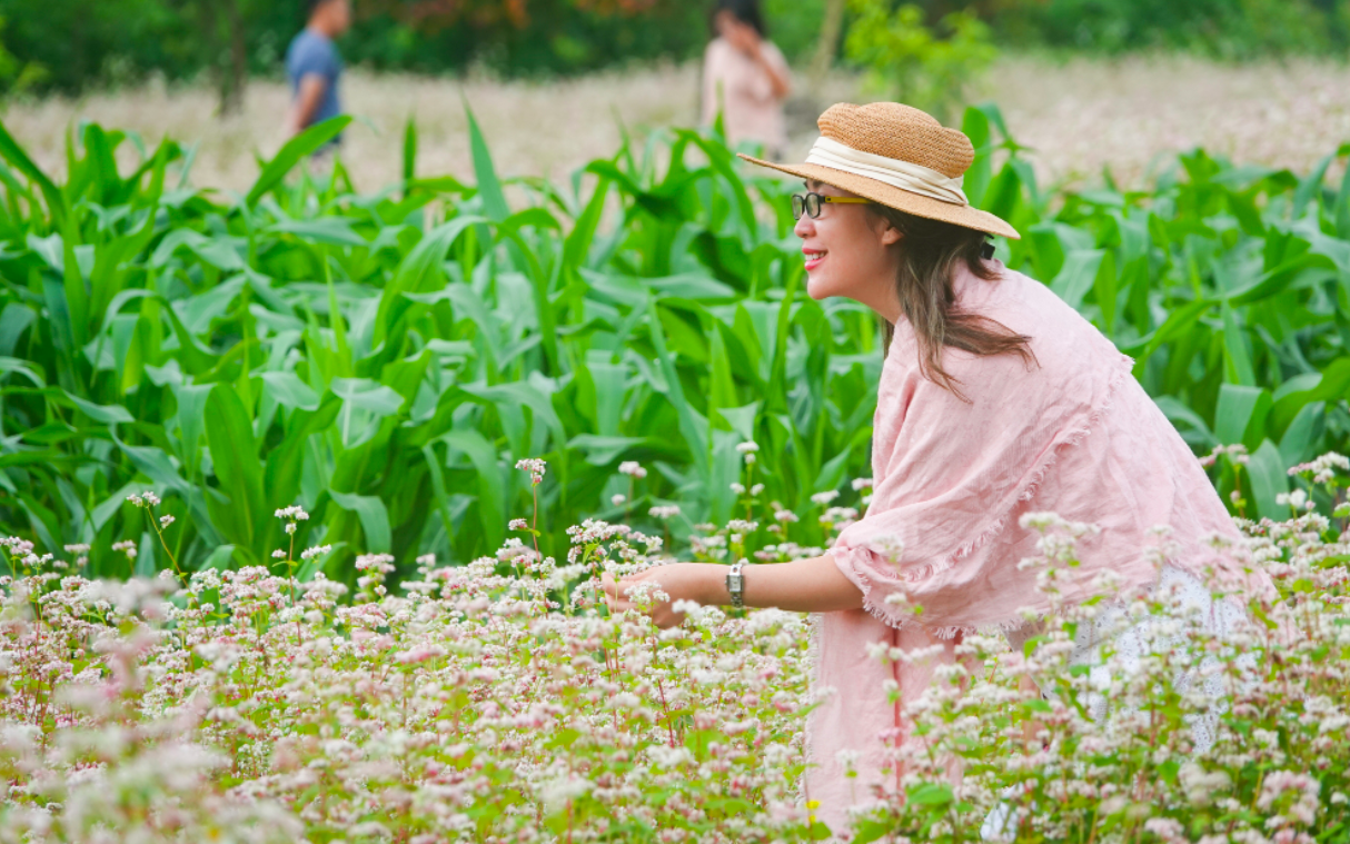 Chùm ảnh: Hoa tam giác mạch ở Hà Giang nở đầu mùa hạ khiến nhiều du khách bất ngờ