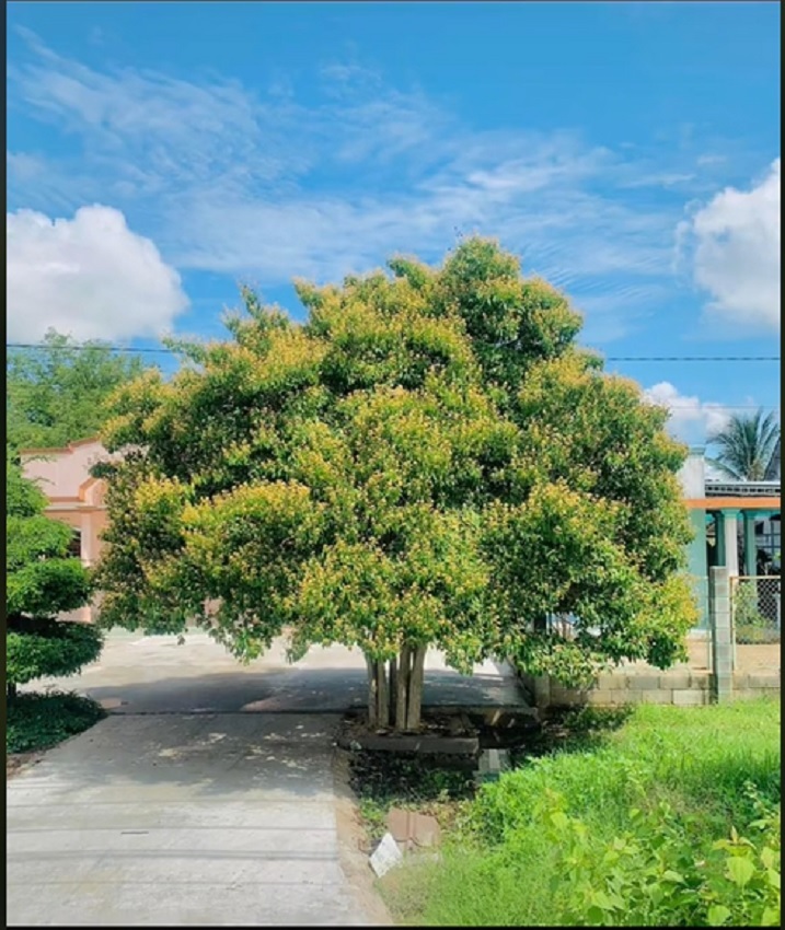 C&acirc;y bằng lăng nổi tiếng nhất B&igrave;nh Thuận khiến d&acirc;n mạng trầm trồ rủ nhau tới check-in - Ảnh 6.