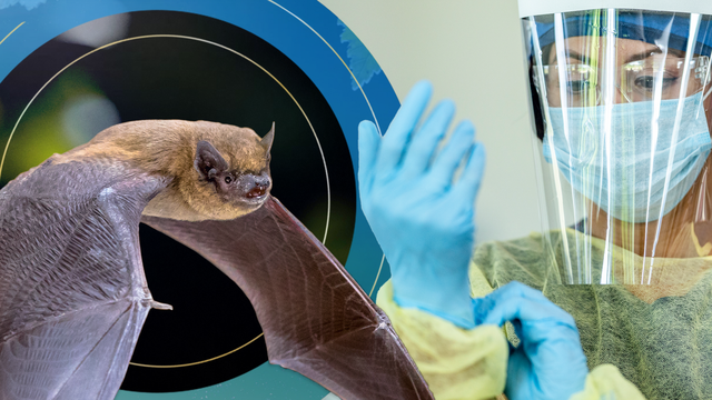 Transmission of thousands of new pathogenic viruses from bats due to climate change - Photo 1.