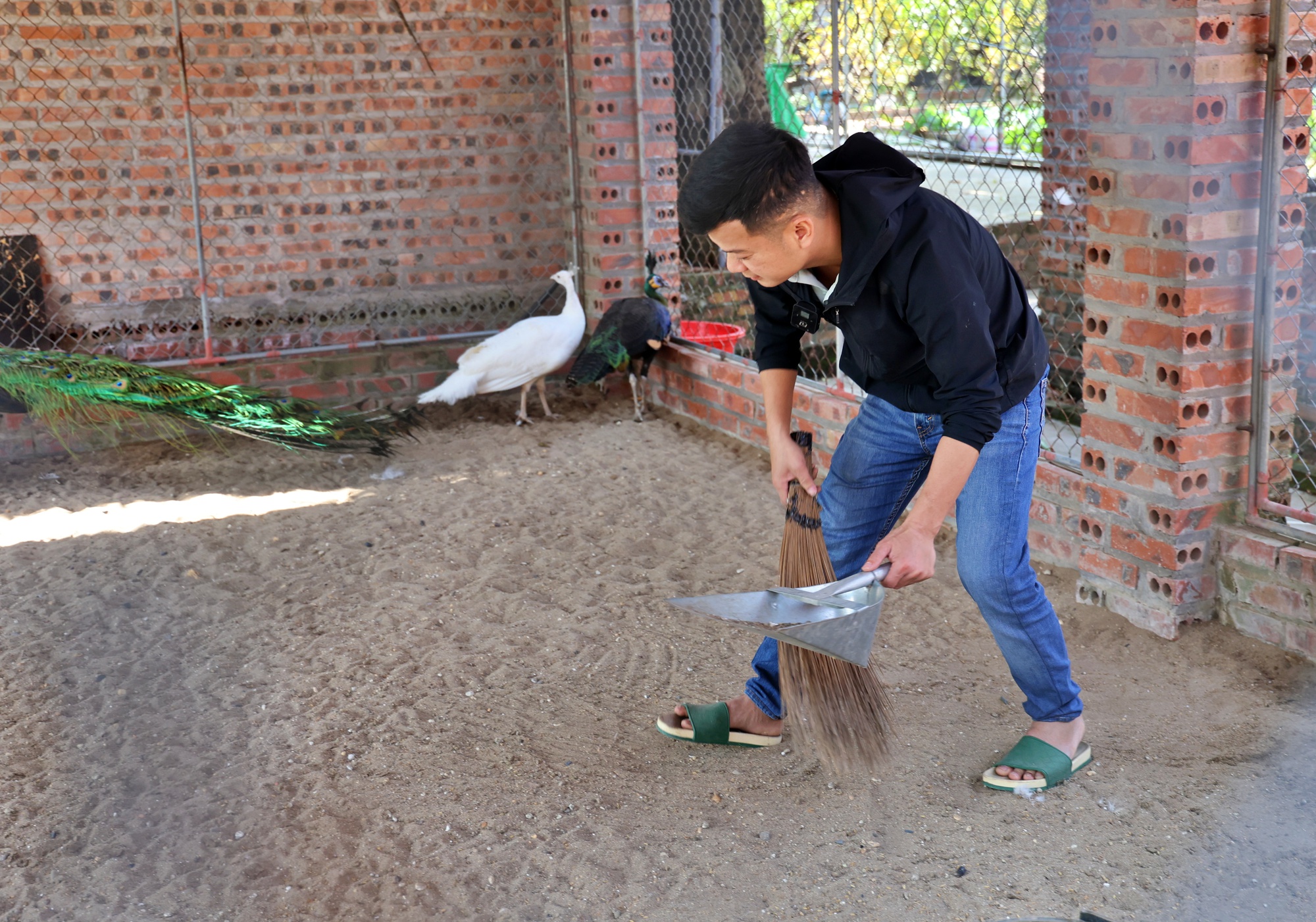 Chàng trai tốt nghiệp ĐH Bách khoa Hà Nội, bỏ việc kỹ sư để về quê nuôi chim công - Ảnh 5.