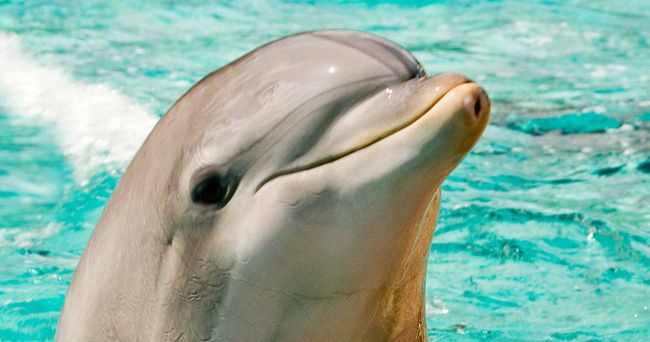 Not only smart, dolphins also know skincare, making scientists exclaim: It turns out that dolphin skin comes from here!  - Photo 1.