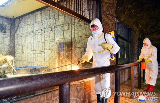 Tổng số người bị sốt ở Triều Tiên lên đến gần 2,5 triệu người - Ảnh 1.