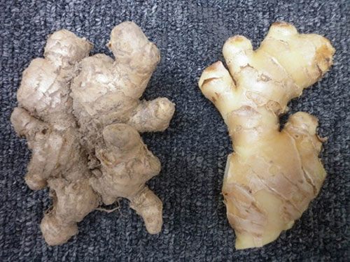 Mua gừng, chọn củ vỏ nhẵn hay sần, tham khảo 4 mẹo từ người trồng - Ảnh 4.