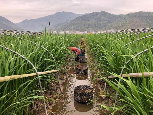 Loại rau chân dài mỹ nữ, thế giới chỉ có Việt Nam và Trung Quốc trồng để ăn - Ảnh 3.