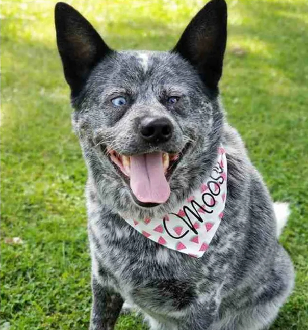 The touching story behind the bewildered photos of the dog dubbed 