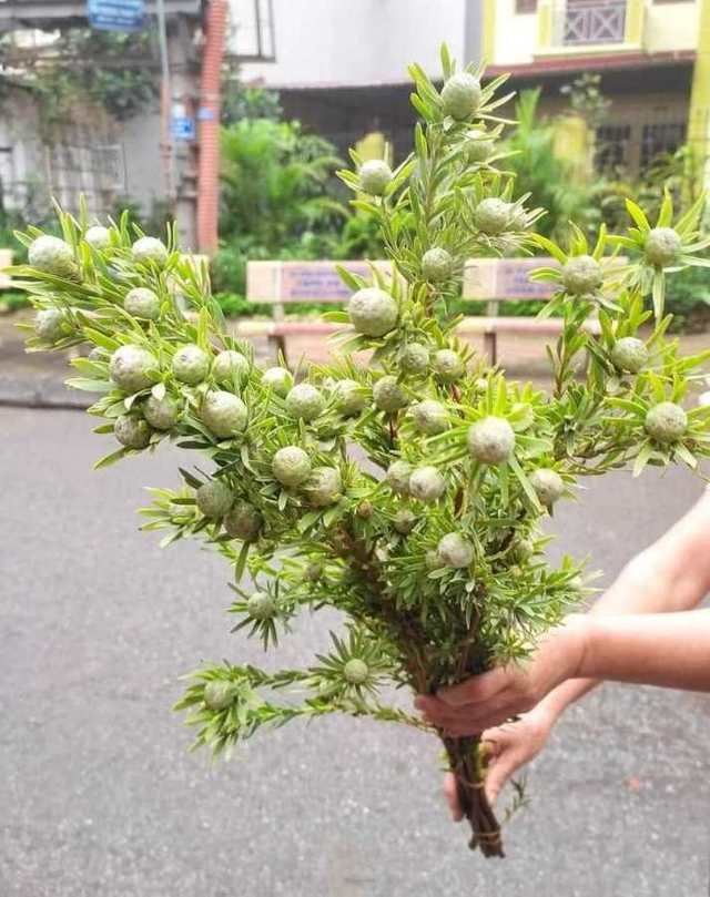 Thứ cành quả đẹp lạ mắt cắm chơi cả tháng, giá siêu tiết kiệm khiến người chơi hoa mê mẩn - Ảnh 2.