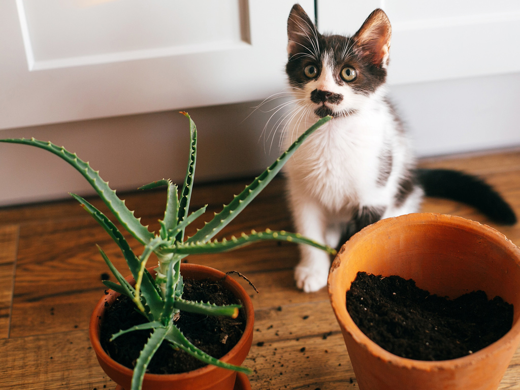9 types of plants harmful to pets that need to be removed immediately from the house - Photo 2. 9 types of plants harmful to pets that need to be removed immediately from the house - Photo 2.