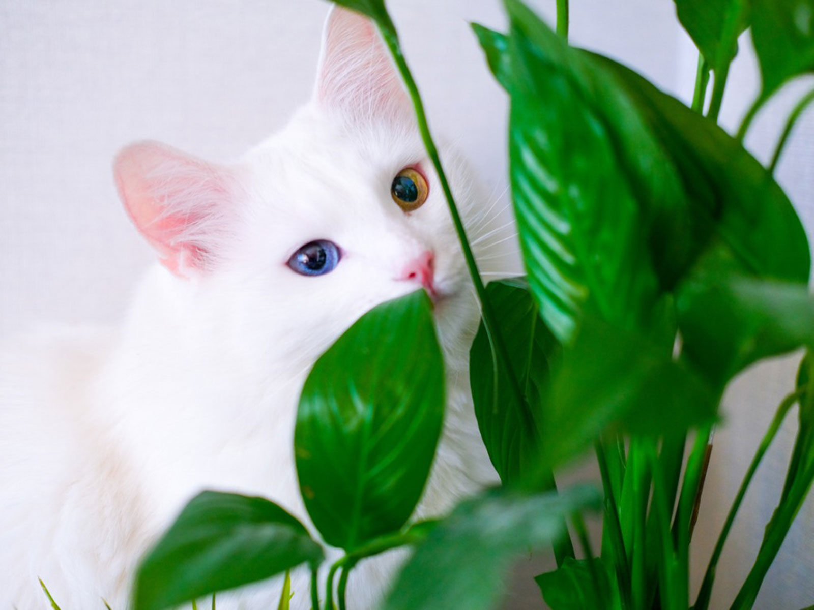 9 types of plants harmful to pets that need to be removed immediately from the house - Photo 12.