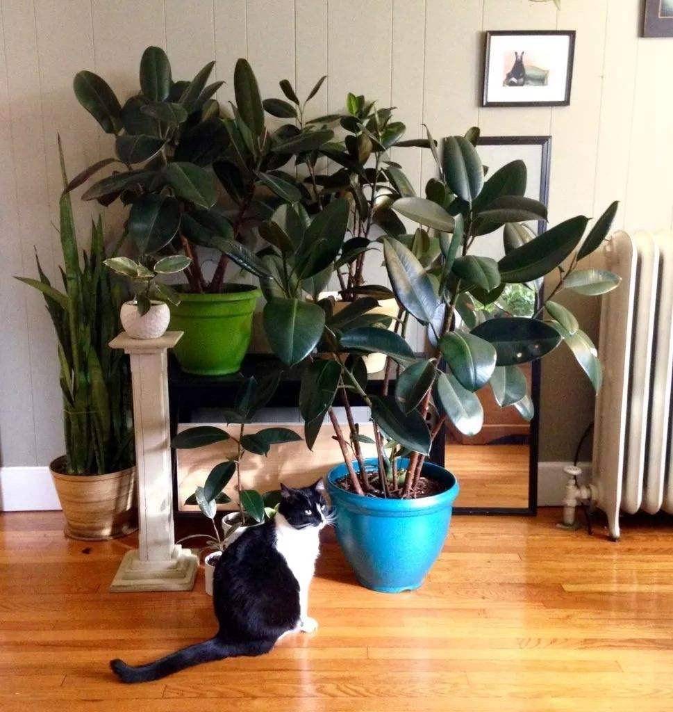 9 types of plants harmful to pets that need to be removed immediately from the house - Photo 14.