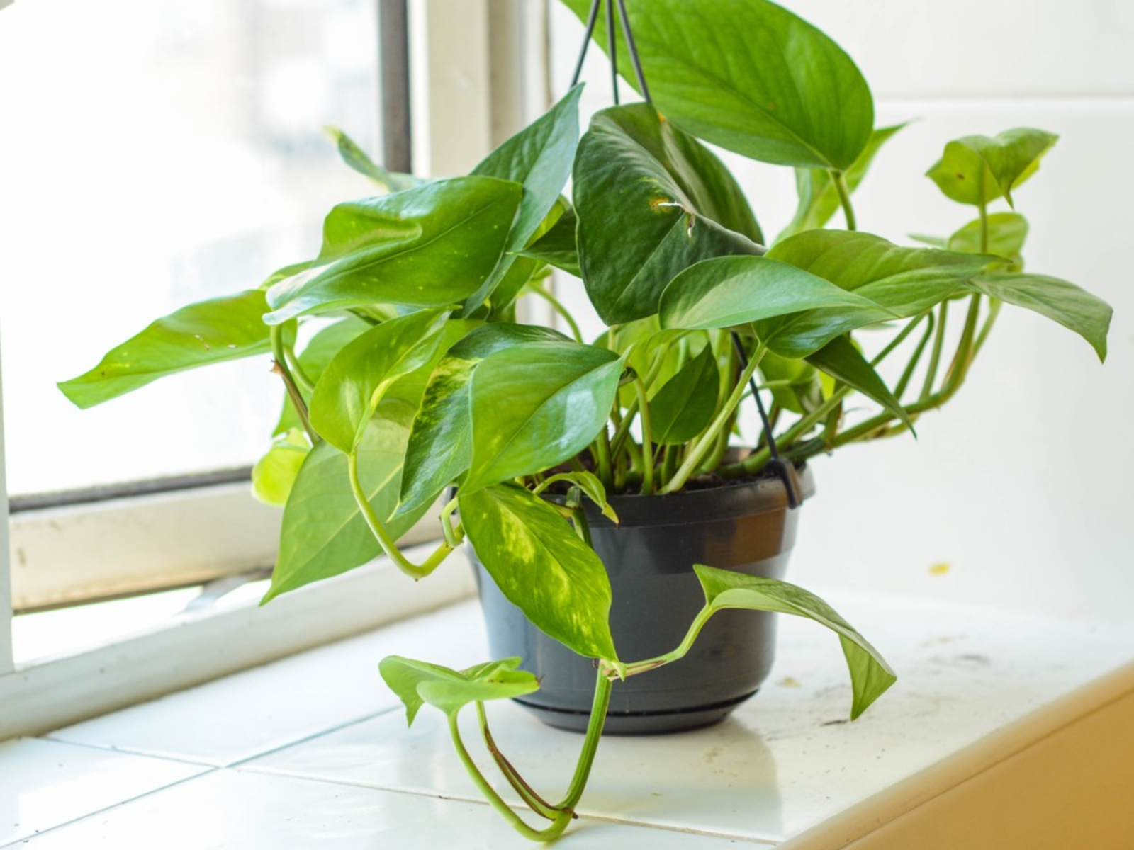 9 plants harmful to pets that need to be removed from the house immediately - Photo 4.