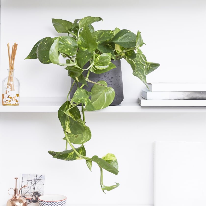 9 types of plants harmful to pets that need to be removed from the house immediately - Photo 5. 9 types of plants harmful to pets that need to be removed from the house immediately - Photo 5.